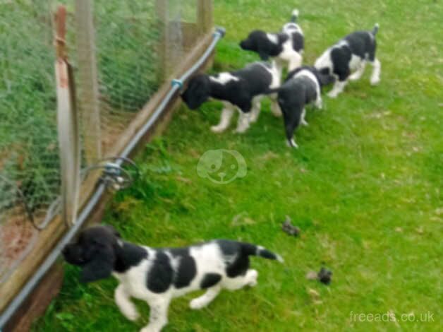 Stunning litter of Kc registered English springer spaniel for sale in Taunton, Greater Manchester