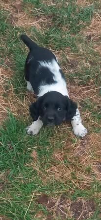 Stunning litter of Kc registered English Springer Spaniel pu for sale in Wiveliscombe, Somerset