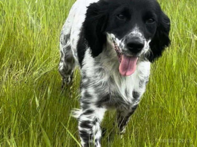 Stunning litter of sprockerspainels for sale in Wisbech, Cambridgeshire