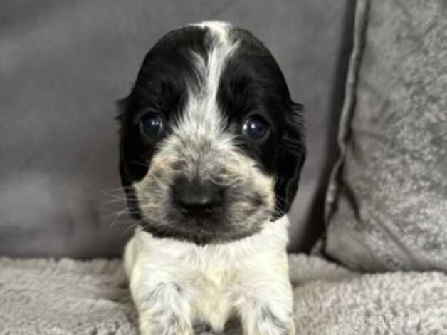 Stunning litter of sprockerspainels for sale in Wisbech, Cambridgeshire - Image 5