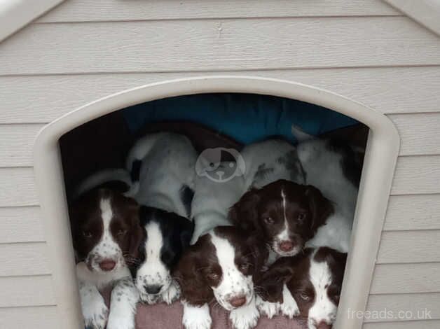 STUNNING SPRINGER SPANIEL PUPPIES for sale in Wisbech, Cambridgeshire