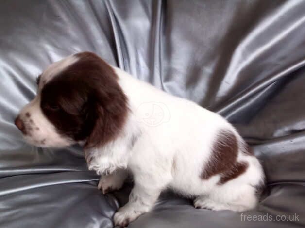 STUNNING SPRINGER SPANIEL PUPPIES for sale in Wisbech, Cambridgeshire - Image 2