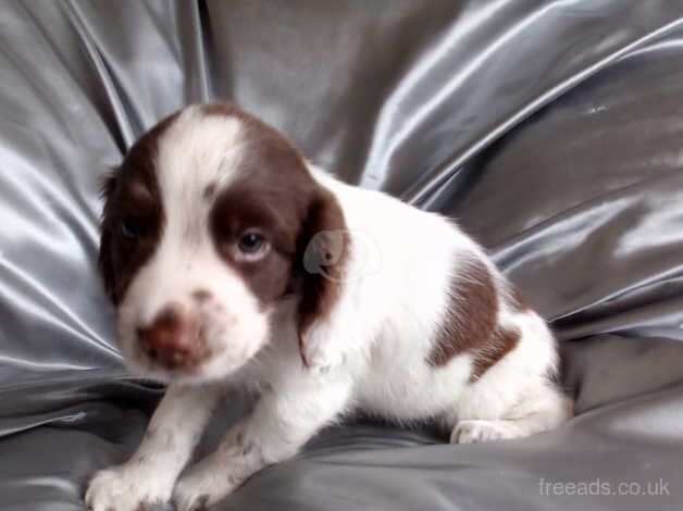 STUNNING SPRINGER SPANIEL PUPPIES for sale in Wisbech, Cambridgeshire - Image 3