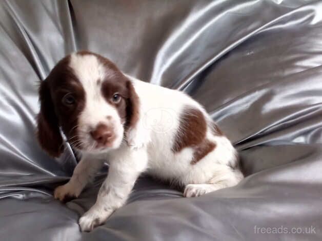 STUNNING SPRINGER SPANIEL PUPPIES for sale in Wisbech, Cambridgeshire - Image 4