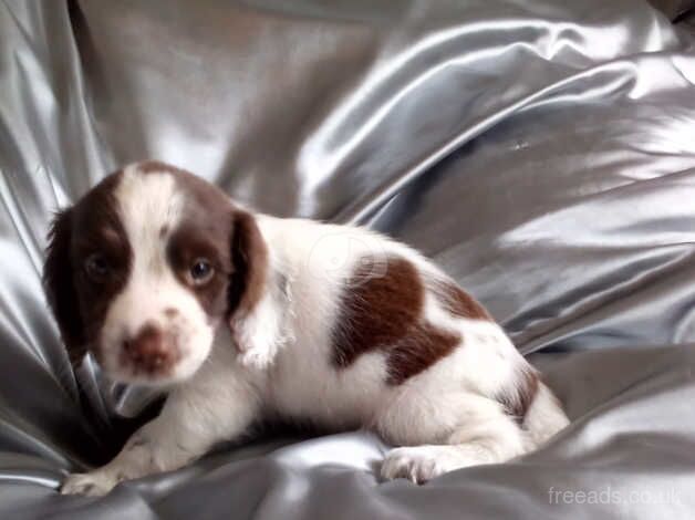 STUNNING SPRINGER SPANIEL PUPPIES for sale in Wisbech, Cambridgeshire - Image 5