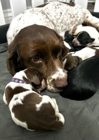 Stunning Sprocker Puppies for sale in Neath/Castell-Nedd, Neath Port Talbot