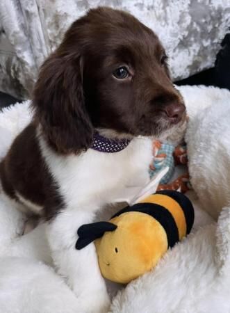 Stunning Sprockers ready now ( cocker X springer spaniel ) for sale in Brierley Hill, West Midlands