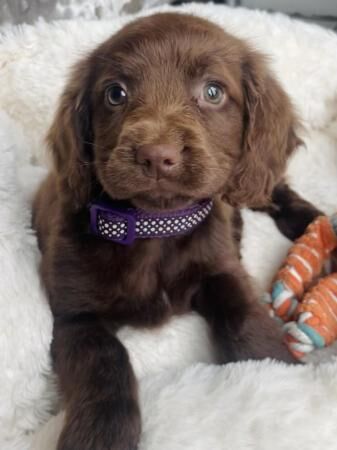 Stunning Sprockers ready now ( cocker X springer spaniel ) for sale in Brierley Hill, West Midlands - Image 2