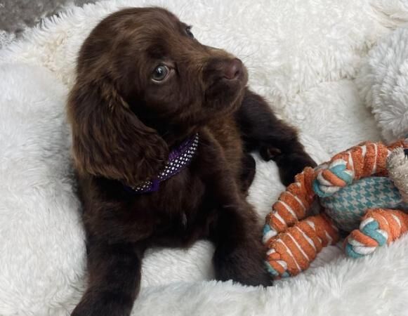 Stunning Sprockers ready now ( cocker X springer spaniel ) for sale in Brierley Hill, West Midlands - Image 4