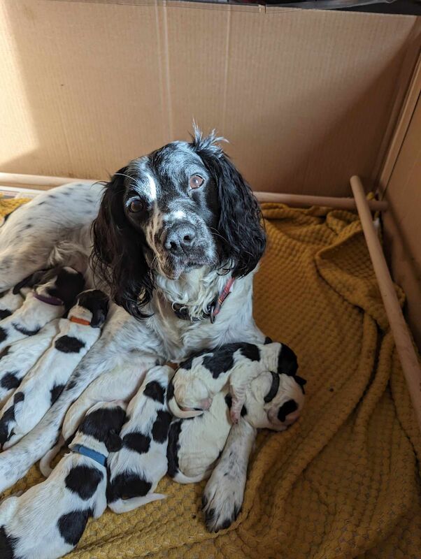 Tammy's Springer Spaniel Puppies for sale in Irvine, North Ayrshire