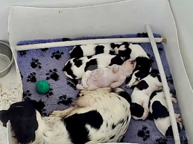 Three Beautiful Springer Spaniel Puppies for sale in South Molton, Devon