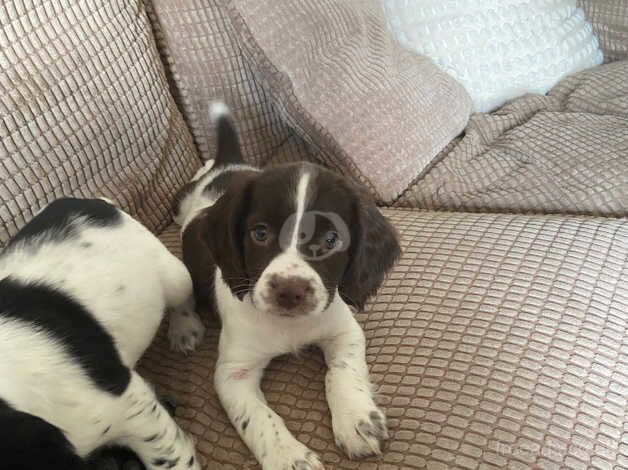 Springer Spaniels for sale in South Molton, Devon