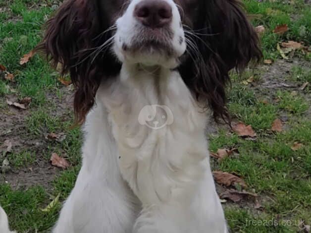 Trained springer spaniel for sale in Gillingham, Dorset