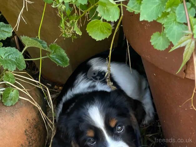 Tri colour springer spaniel puppies for sale in Bridport, Dorset