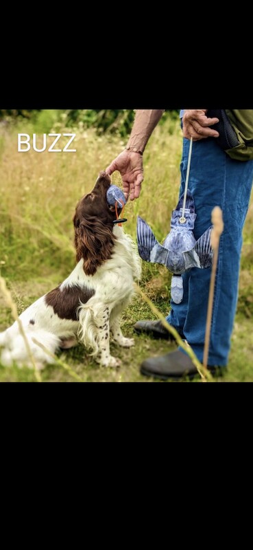 KC registered health tested English Springer Spaniel Puppies for sale in Hertfordshire - Image 5