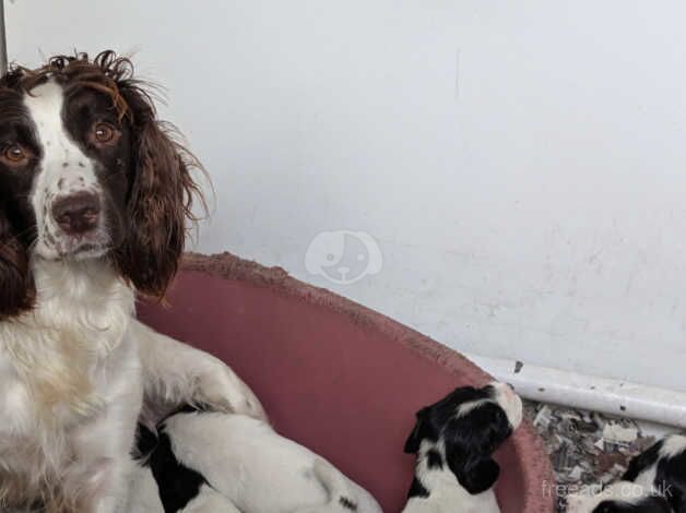 Wellbred puppies by FTCH. for sale in Carmarthen/Caerfyrddin, Carmarthenshire - Image 1