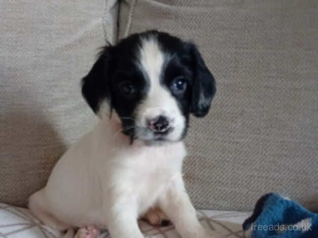 Wellbred puppies by FTCH. for sale in Carmarthen/Caerfyrddin, Carmarthenshire - Image 2