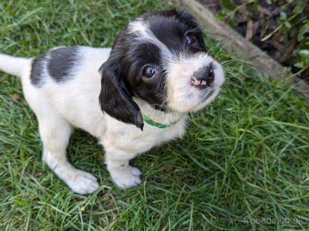 Wellbred puppies by FTCH. for sale in Carmarthen/Caerfyrddin, Carmarthenshire - Image 3