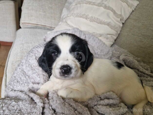 Wellbred puppies by FTCH. for sale in Carmarthen/Caerfyrddin, Carmarthenshire - Image 4