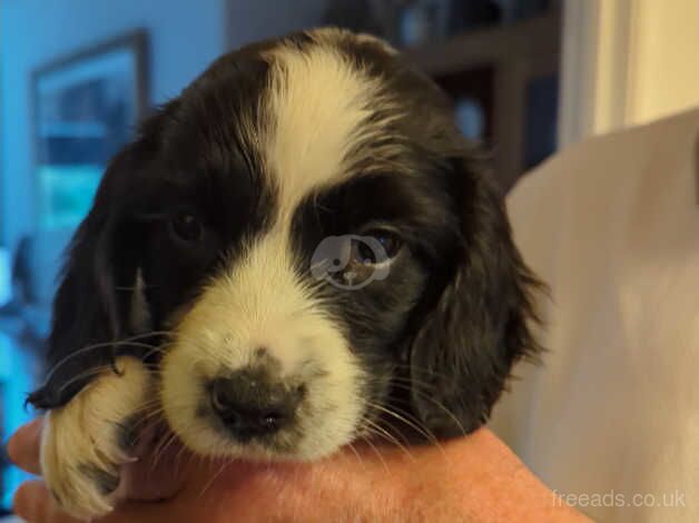 Wellbred puppies by FTCH. for sale in Carmarthen/Caerfyrddin, Carmarthenshire - Image 5