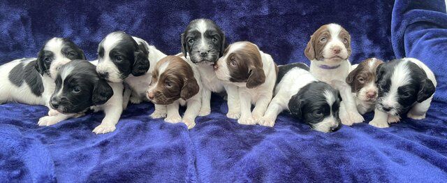 Working English Springer Spaniel Puppies for sale in Derbyshire