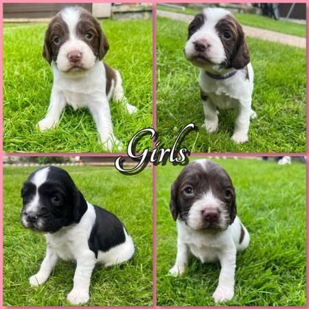 Working English Springer Spaniel Puppies for sale in Derbyshire - Image 2