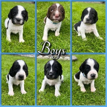 Working English Springer Spaniel Puppies for sale in Derbyshire - Image 3