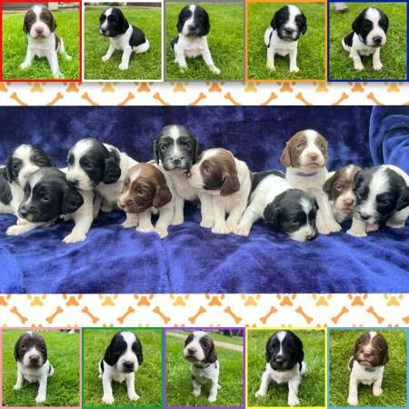 Working English Springer Spaniel Puppies for sale in Derbyshire - Image 4