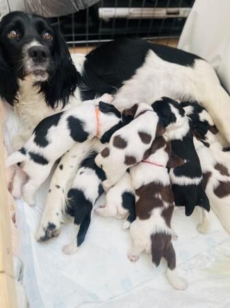 Working English Springer Spaniel Puppies for sale in Derbyshire - Image 5