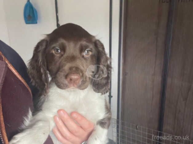 Working springer spaniel dog pup for sale in Eye, Suffolk