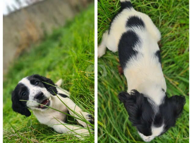 Working springer spaniel puppies ready now for sale in Portstewart, Coleraine