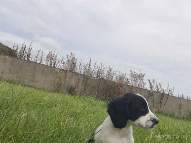 Working springer spaniel puppies ready now for sale in Portstewart, Coleraine - Image 2