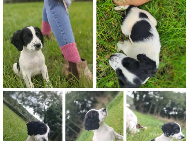 Working springer spaniel puppies ready now for sale in Portstewart, Coleraine - Image 3