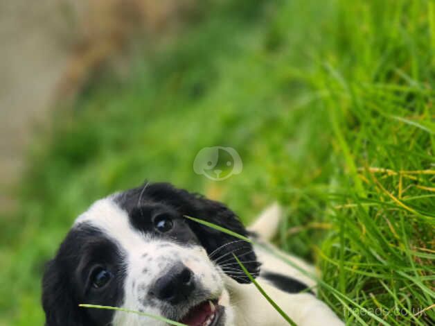 Working springer spaniel puppies ready now for sale in Portstewart, Coleraine - Image 4