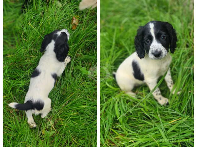 Working springer spaniel puppies ready now for sale in Portstewart, Coleraine - Image 5