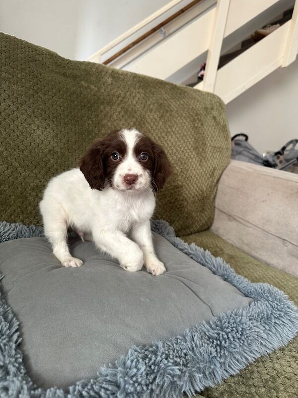 Working springer spaniel pups for sale in Emsworth, Hampshire - Image 1