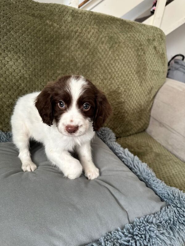 Working springer spaniel pups for sale in Emsworth, Hampshire - Image 2