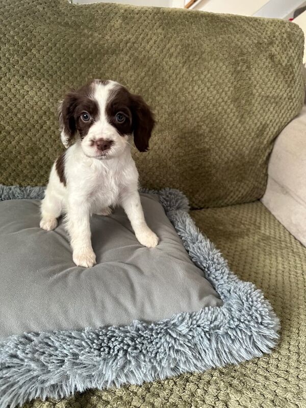 Working springer spaniel pups for sale in Emsworth, Hampshire - Image 3