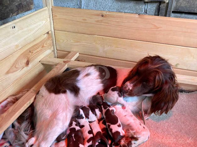 Working Springer Spaniel pups for sale in Lostwithiel, Cornwall