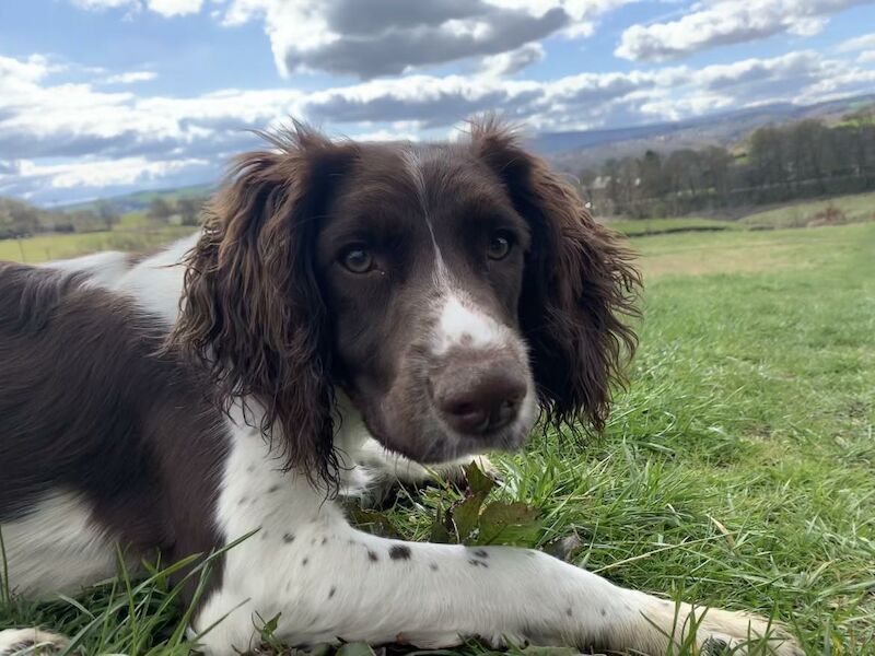 Working springer spaniels puppies for sale in Huddersfield, West Yorkshire - Image 2