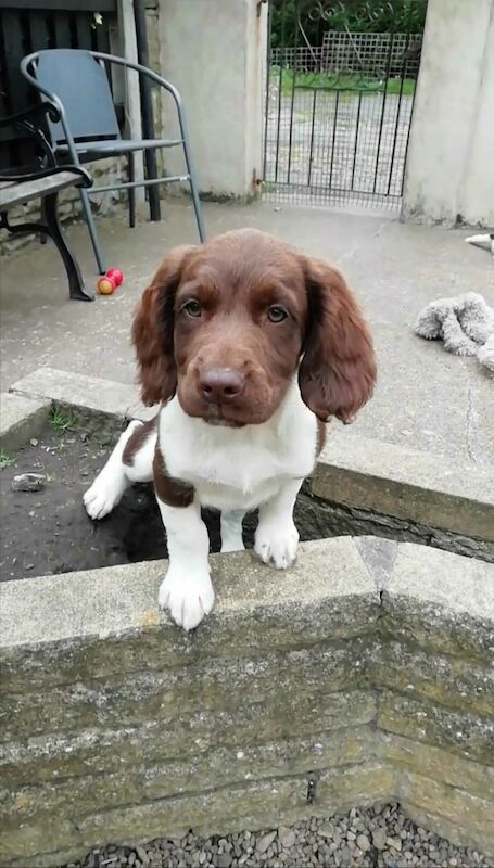 Working springer spaniels puppies for sale in Huddersfield, West Yorkshire - Image 1