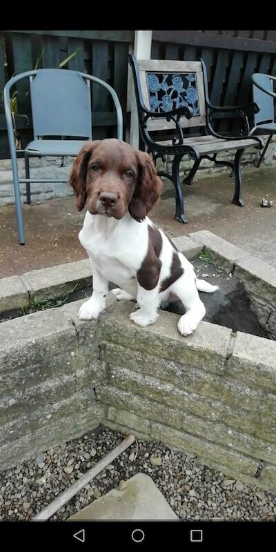 Working springer spaniels puppies for sale in Huddersfield, West Yorkshire - Image 3