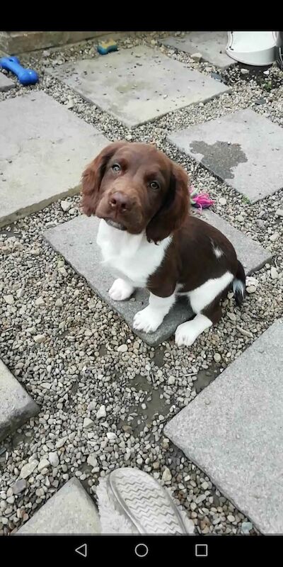 Working springer spaniels puppies for sale in Huddersfield, West Yorkshire - Image 4