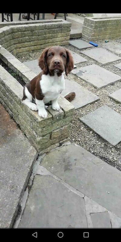 Working springer spaniels puppies for sale in Huddersfield, West Yorkshire - Image 5