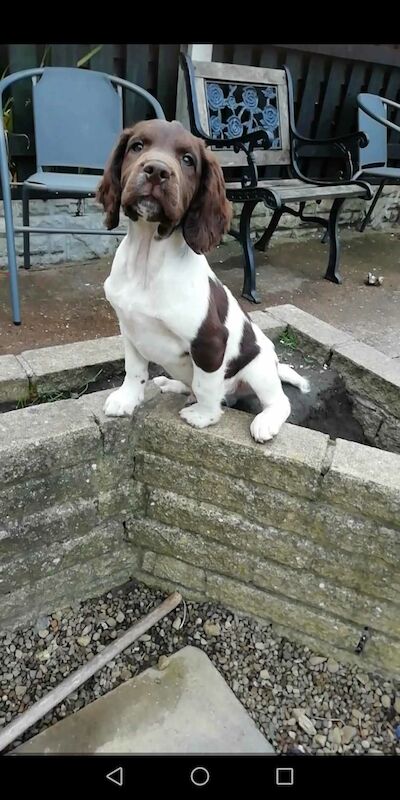 Working springer spaniels puppies for sale in Huddersfield, West Yorkshire - Image 6