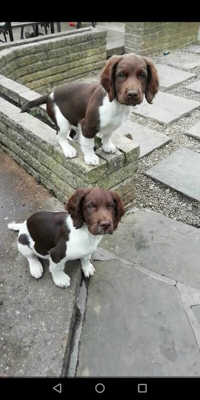 Working springer spaniels puppies for sale in Huddersfield, West Yorkshire - Image 7