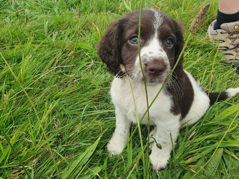 Bluebell Springers - Licensed Springer Spaniel breeder